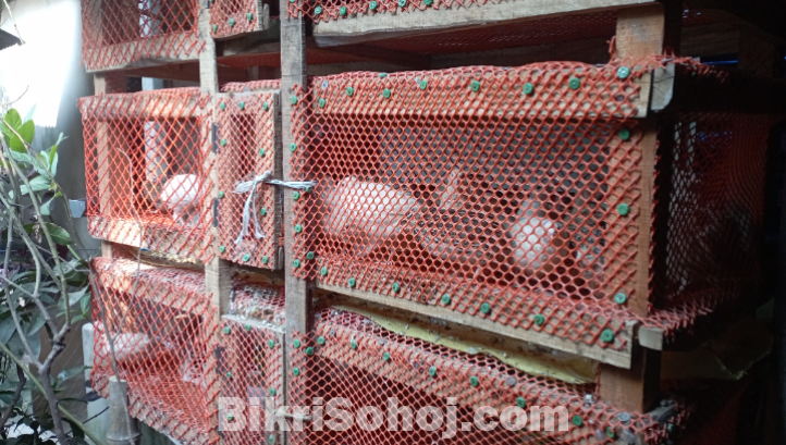 পাখির খাচা বিক্রয়